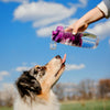 Feeding Your Dog Properly: A Guide to Canine Nutrition