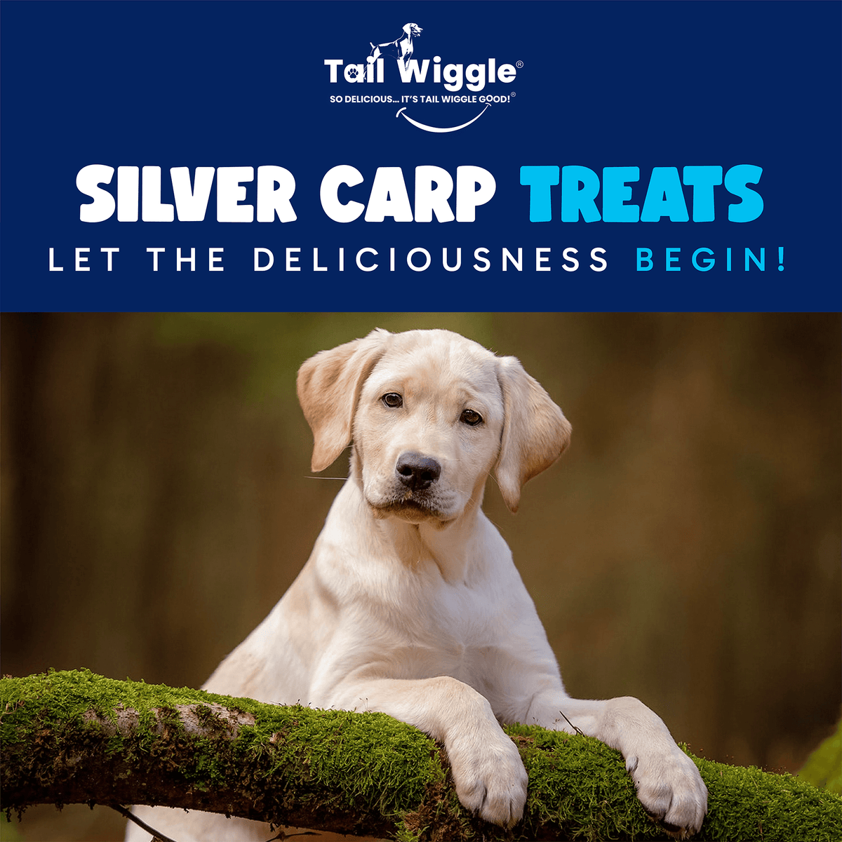 Tail Wiggle Silver Carp Treats (OUT OF STOCK)